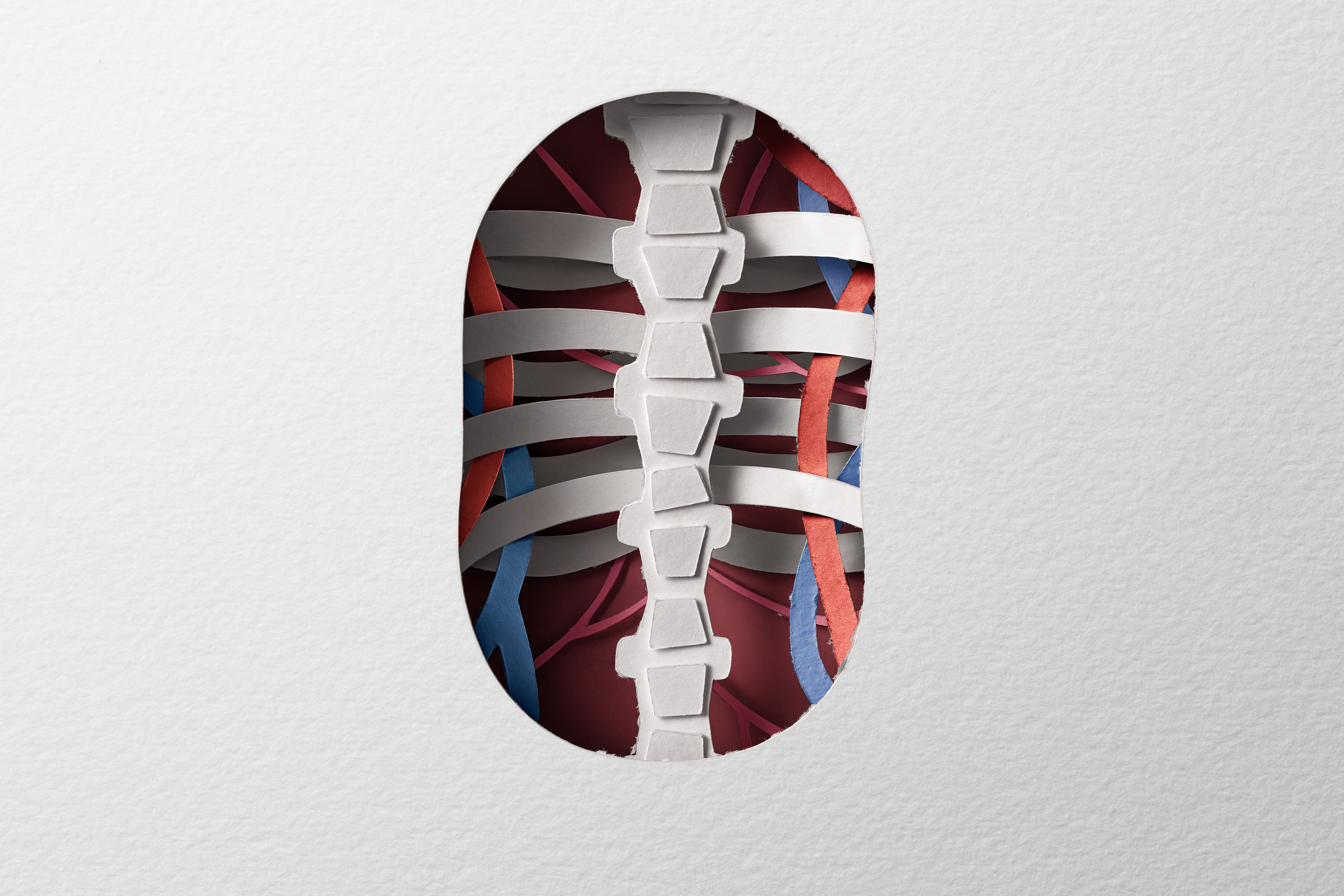Hand-cut paper ribcage, spine, and blood vessels revealed inside a doll