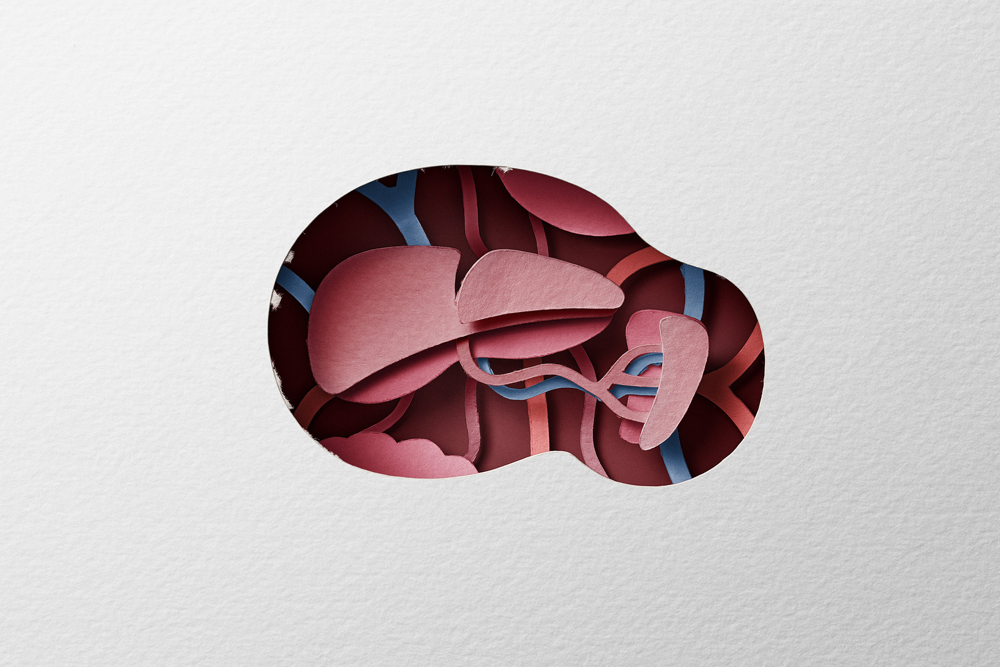 Hand-cut paper spleen and liver revealed inside a doll